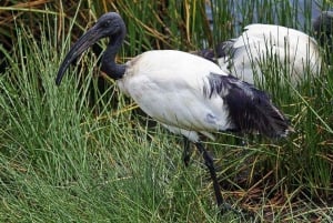 Safari de 2 jours à la découverte des merveilles naturelles de l'Afrique
