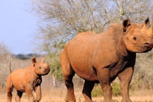 Safari de 2 jours à la découverte des merveilles naturelles de l'Afrique