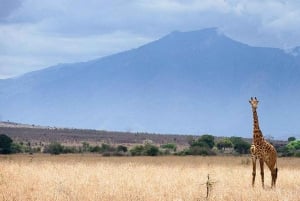 Safari de 2 jours à la découverte des merveilles naturelles de l'Afrique