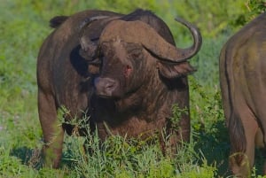 Safari cómodo de 2 días desde Dar-es-Salaam al Parque Nacional de Mikumi