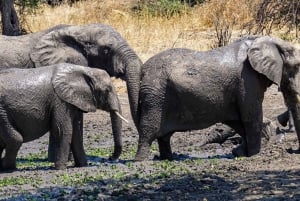 Safari cómodo de 2 días desde Dar-es-Salaam al Parque Nacional de Mikumi