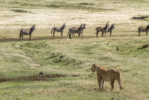 2 Day Game Drive Safari in Tarangire & Ngorongoro from Moshi