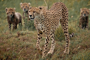 2-Day Luxury Safari - Tarangire and Ngorongoro with Flights