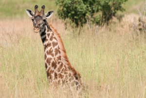 2-Day Luxury Safari - Tarangire and Ngorongoro with Flights