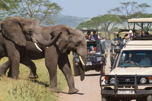 2-Day Luxury Safari - Tarangire and Ngorongoro with Flights