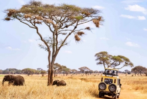 2-Day Luxury Safari - Tarangire and Ngorongoro with Flights