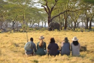 2-Day Private Luxury Safari from Zanzibar with Flights