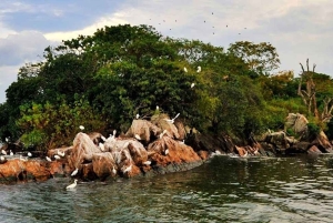 2-dagers safari fra Chato til Rubondo Island med sjimpansetrekking