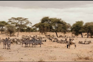 ザンジバル発タランギレ＆ンゴロンゴロクレーターへの2日間サファリツアーをご案内いたします