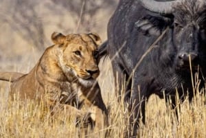 2-Tages-Safari Nyerere-Nationalpark von Sansibar aus