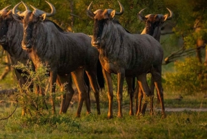 2-Tages-Safari Nyerere-Nationalpark von Sansibar aus