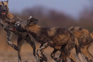 2-Tages-Safari Nyerere-Nationalpark von Sansibar aus