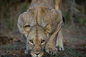 2-Tages-Safari Nyerere-Nationalpark von Sansibar aus