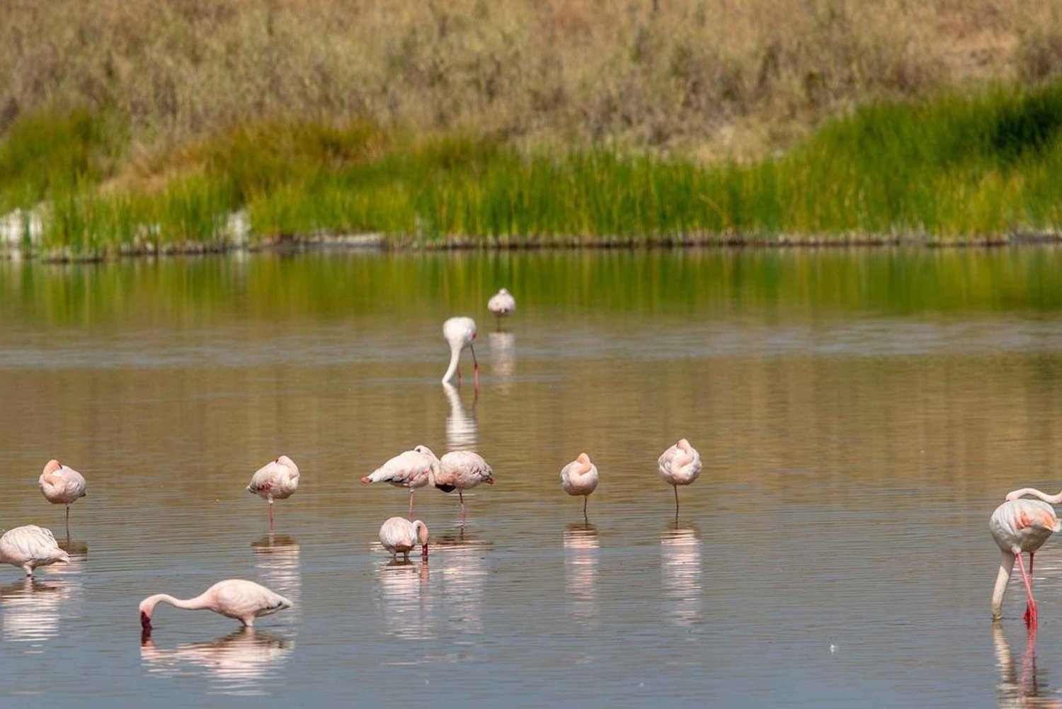 Safári de carro e barco de 2 dias na Reserva de Selous