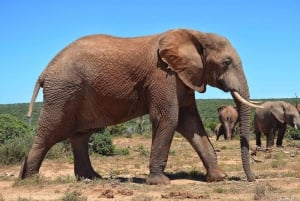 Safári de carro e barco de 2 dias na Reserva de Selous