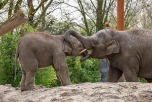 Safári de carro e barco de 2 dias na Reserva de Selous