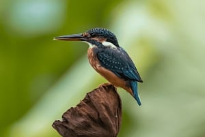 Safári de carro e barco de 2 dias na Reserva de Selous