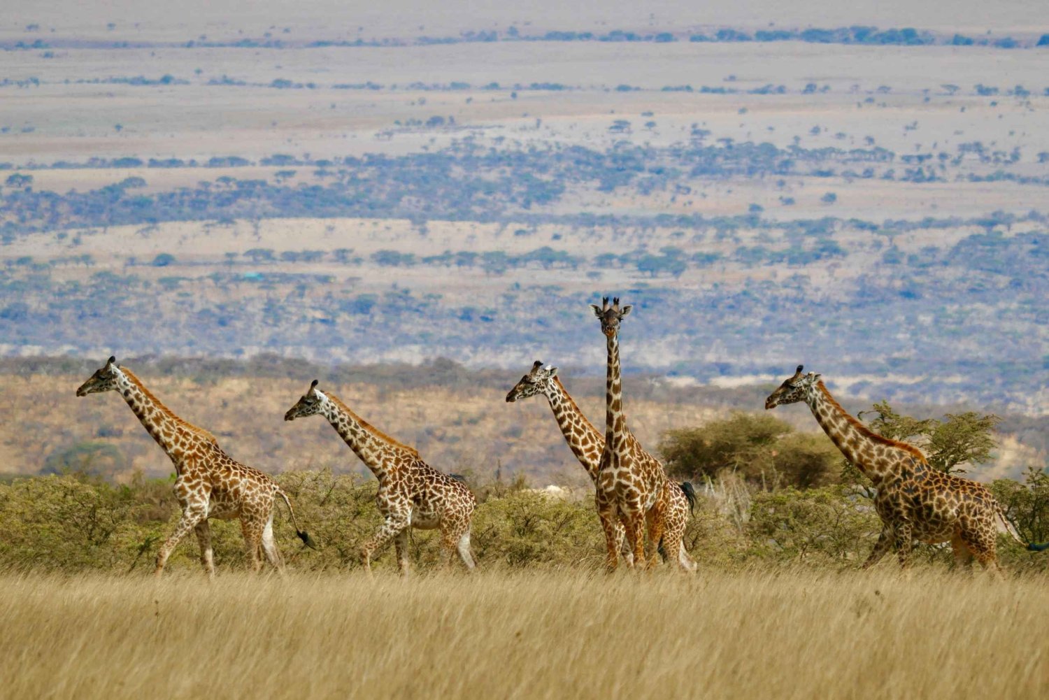 2-Day Semi-Luxury Safari From Zanzibar For Honeymooners.