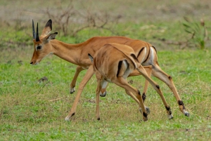 2-dagars semi-lyx-safari från Zanzibar för smekmånadspare.