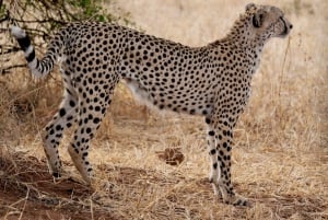 2-dagars semi-lyx-safari från Zanzibar för smekmånadspare.