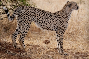 Safari semilujoso de 2 días desde Zanzíbar para recién casados.