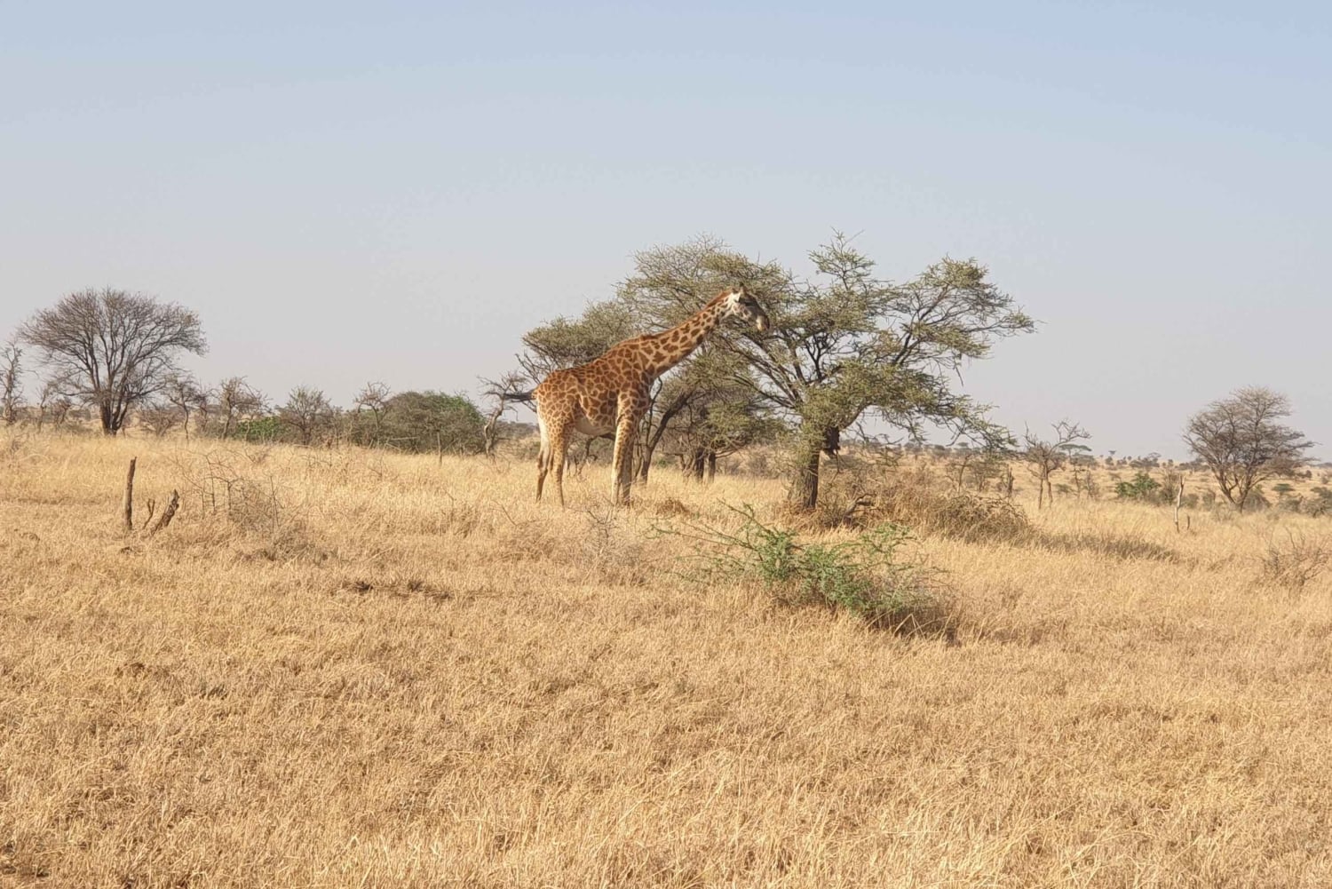 タンザニアのタランギレとンゴロンゴロへの2日間のミッドレンジサファリをお楽しみください