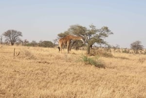 タンザニアのタランギレとンゴロンゴロへの2日間のミッドレンジサファリをお楽しみください