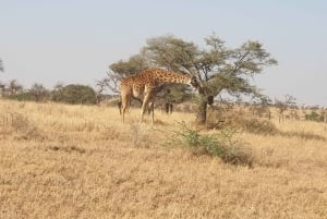 タンザニアのタランギレとンゴロンゴロへの2日間のミッドレンジサファリをお楽しみください