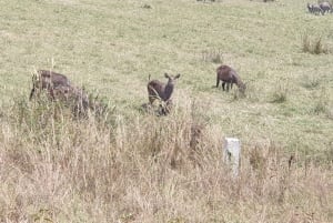 タンザニアのタランギレとンゴロンゴロへの2日間のミッドレンジサファリをお楽しみください