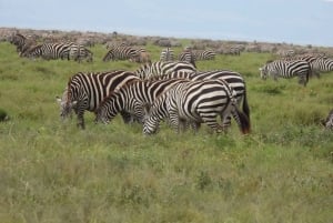 2日間 タランギレ、マニャラ湖＆文化タンザニアサファリ