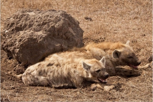 2-dniowe safari w Parku Narodowym Tarangire i kraterze Ngorongoro
