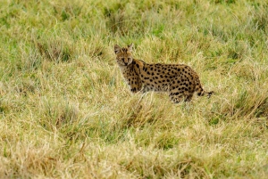 2-dniowe safari w Parku Narodowym Tarangire i kraterze Ngorongoro