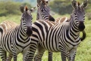 Safari de 2 jours dans le Tarangire et le cratère du Ngorongoro au départ de Zanzibar