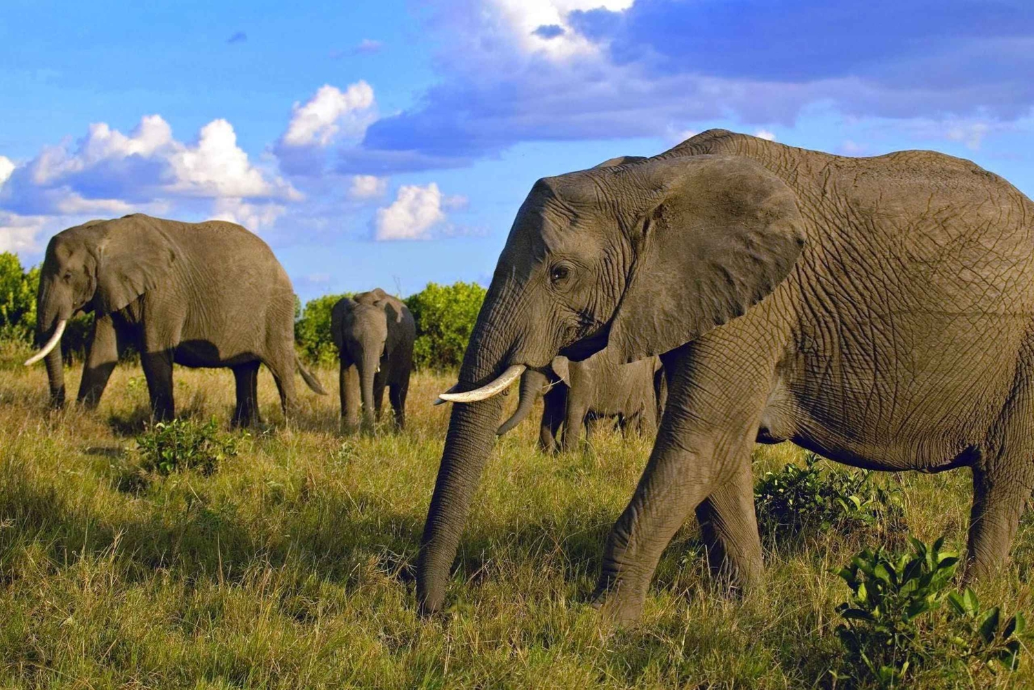 Safari Amboseli di 2 giorni e 1 notte