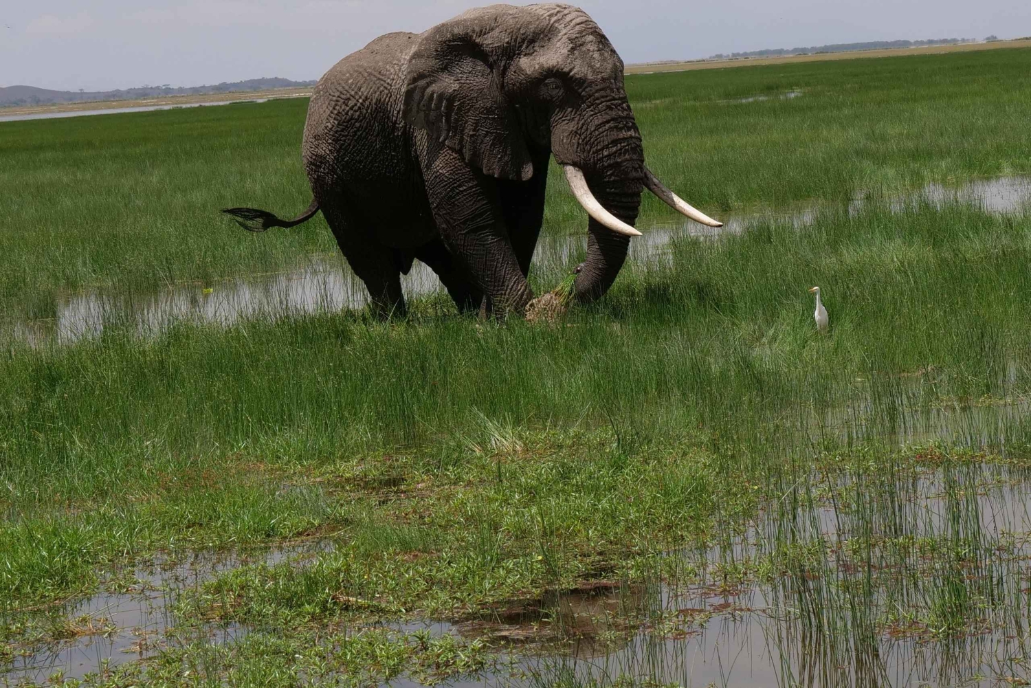 Safari Amboseli di 2 giorni e 1 notte