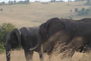 2 jours et 1 nuit Safari Amboseli