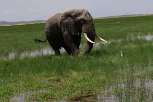 2 jours et 1 nuit Safari Amboseli
