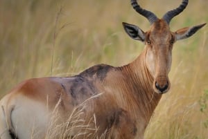 2 jours et 1 nuit Safari Amboseli