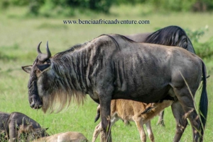 2 jours et 1 nuit Safari Amboseli