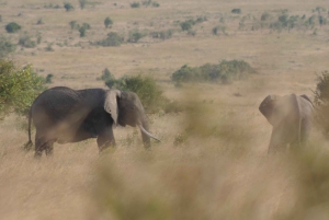2 jours et 1 nuit Safari Amboseli