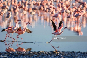 2 jours et 1 nuit Safari Amboseli