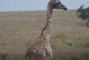 Safari Amboseli di 2 giorni e 1 notte