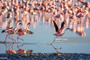 Safari Amboseli di 2 giorni e 1 notte