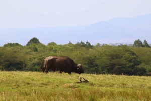 2 Days 1 night Mikumi NP Sharing safari: from Dar es Salaam