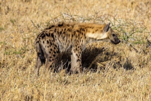 2 Days 1 night Mikumi NP Sharing safari: from Dar es Salaam