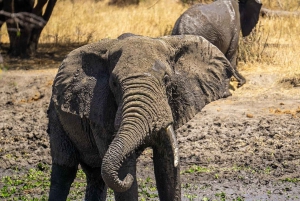 2 Days 1 night Mikumi NP Sharing safari: from Dar es Salaam