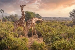 2 Days 1 night Mikumi NP Sharing safari: from Dar es Salaam