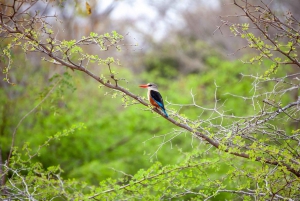 2 Days 1 night Mikumi NP Sharing safari: from Dar es Salaam