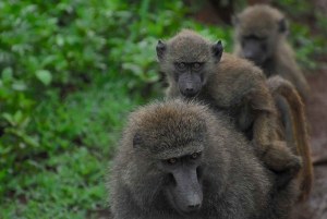 2 Days 1 night Mikumi NP Sharing safari: from Dar es Salaam