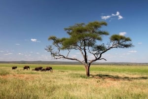 2 Days 1 night Mikumi NP Sharing safari: from Dar es Salaam